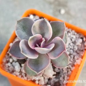 echeveria cv rainbow