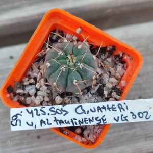 gymnocalycium vatteri VG302