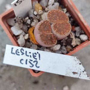lithops lesliei C152