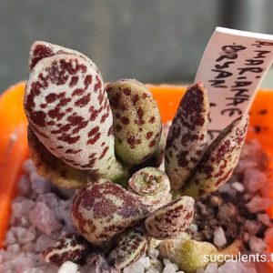 adromischus marianiae Bryan Makin