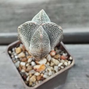 Astrophytum Onzuca