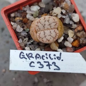 lithops gracilidelinaeta C373