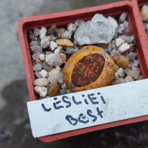 lithops lesliei best