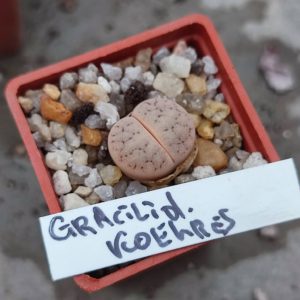 lithops gracilidelineata Koehres