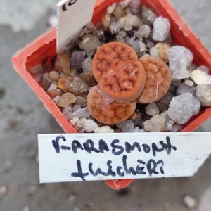 lithops karasmontana ticheri