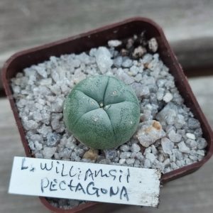 lophophora williamsii Pentagona