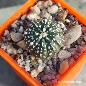 astrophytum Super Kabuto