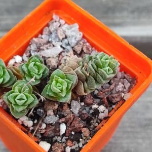 crassula dorothy
