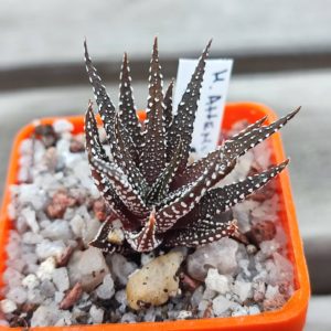 haworthia attenuata caespitosa