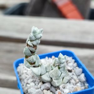 crassula deceptor