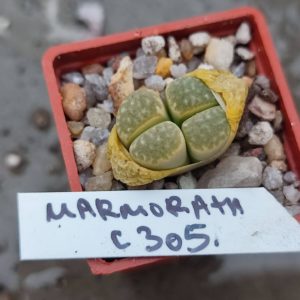 lithops marmorata C305