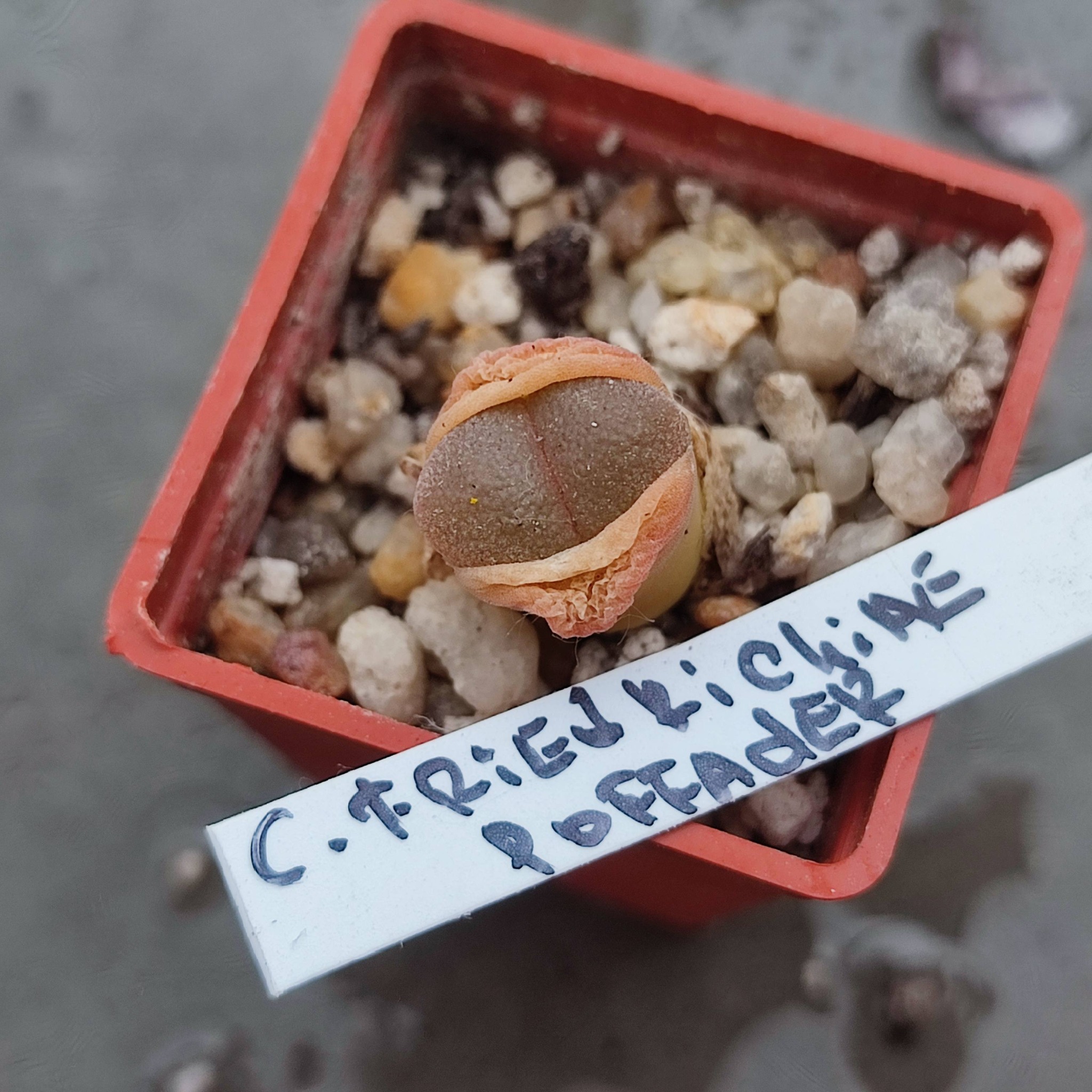 conophytum friedrichiae poffader