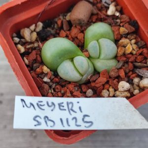 lithops meyery SB1125