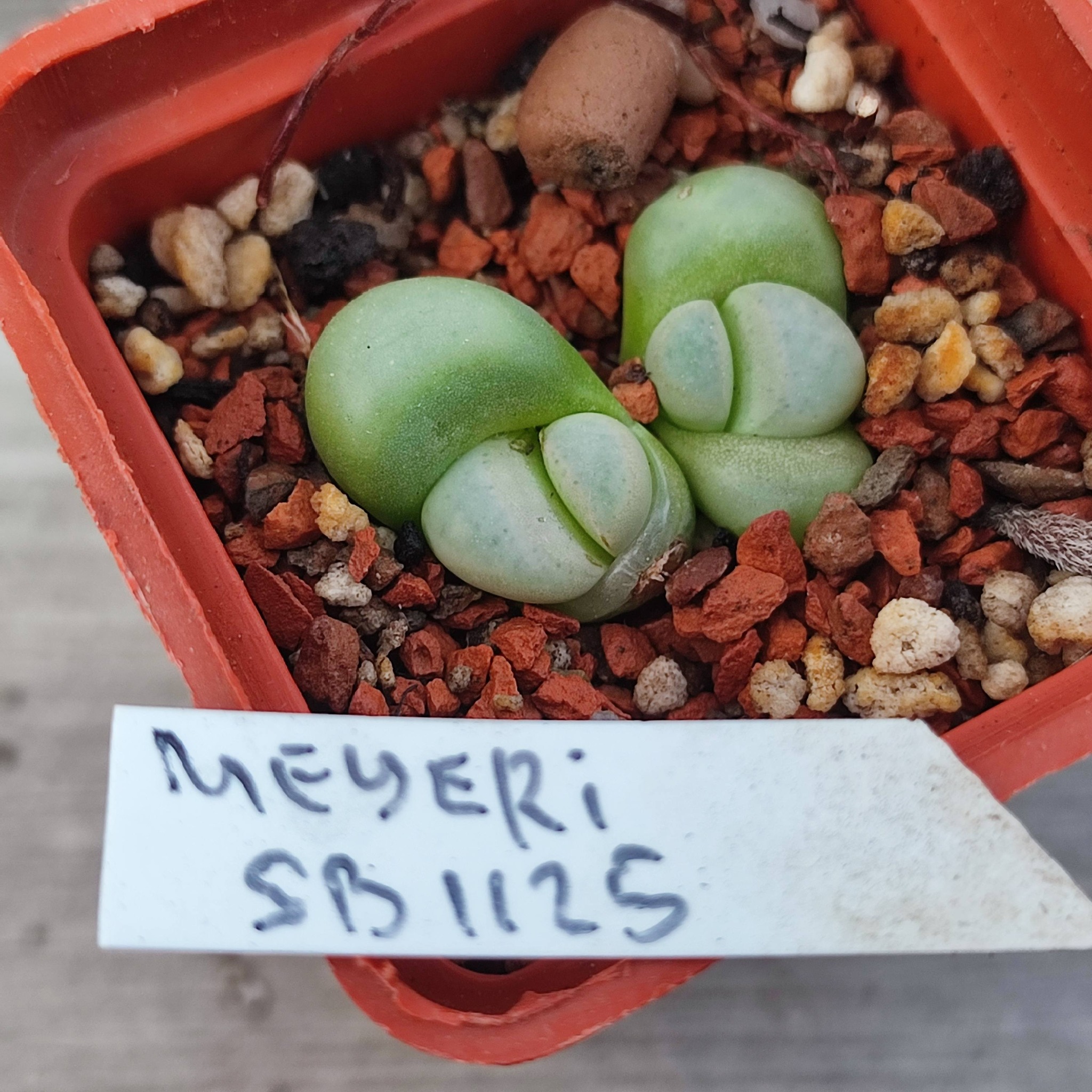 lithops meyery SB1125