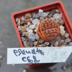 lithops pseudotruncatella C68