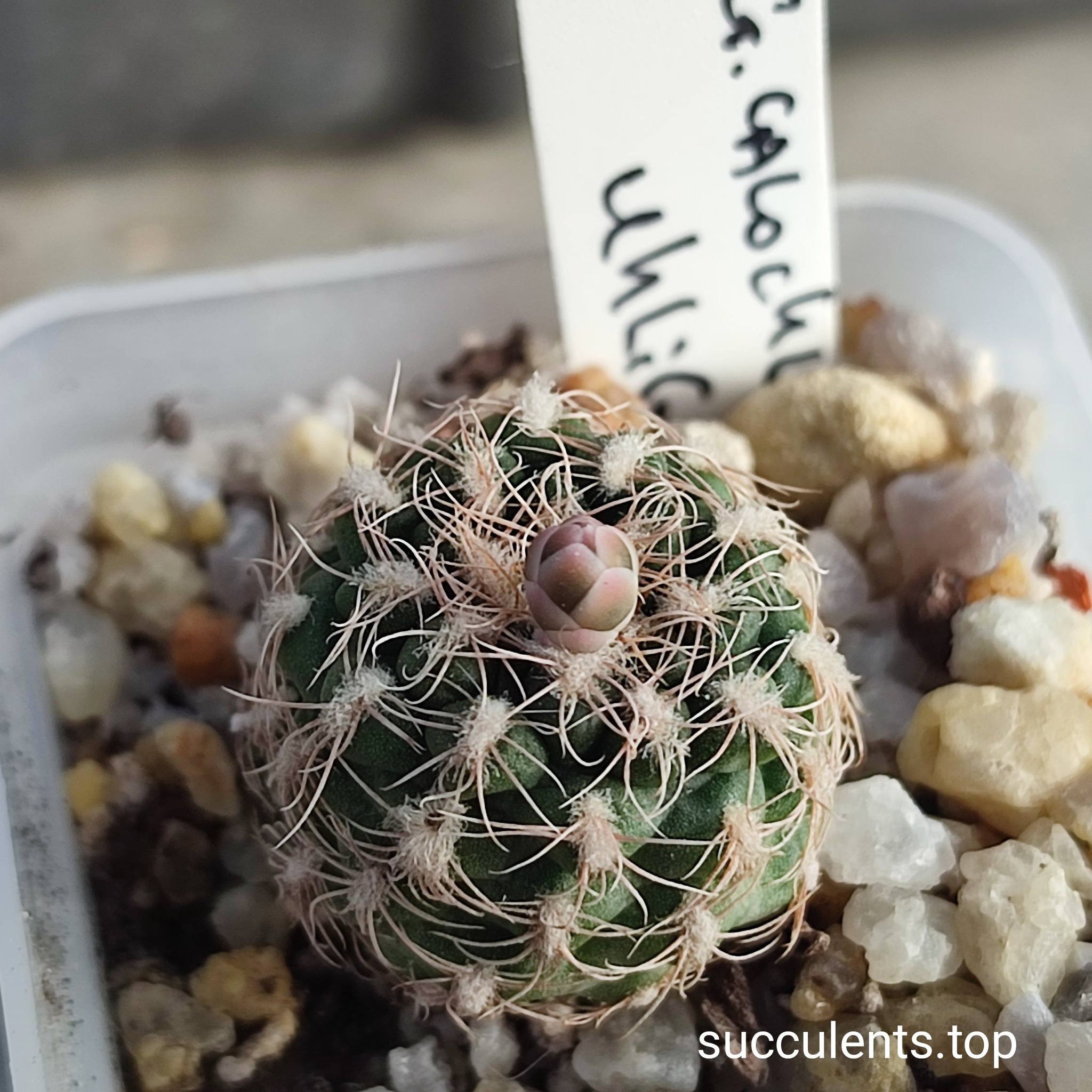 gymnocalycium Calohlorum uhlig