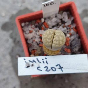 lithops julii C207