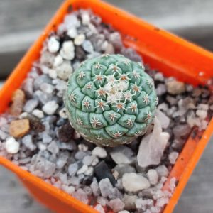 strombocactus disciformis