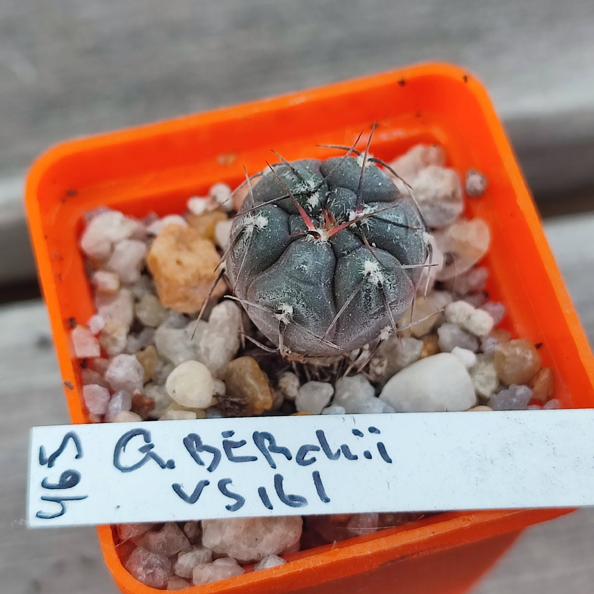 gymnocalycium berchtii VS161