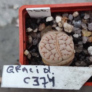 lithops gracilidelineata C374