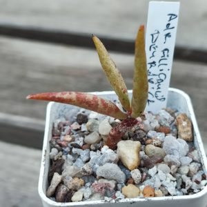 adromischus fillicaulis Deurdrift