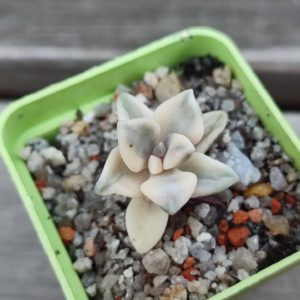 graptoveria titubans variegata
