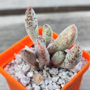 adromischus mammillaris filicaulis