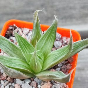 haworthia retusa grey ghost