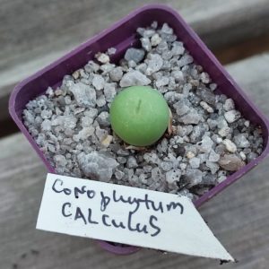 conophytum calculus