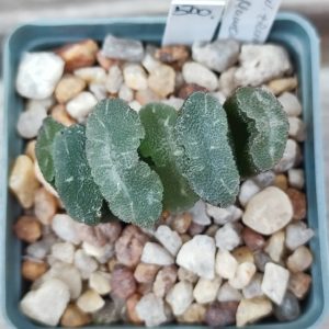 Haworthia truncata CV Mammoth