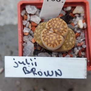 lithops julii Brown