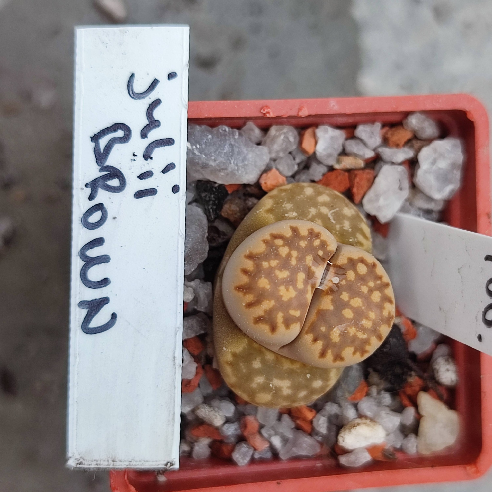 lithops julii Brown