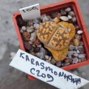lithops karasmontana C209