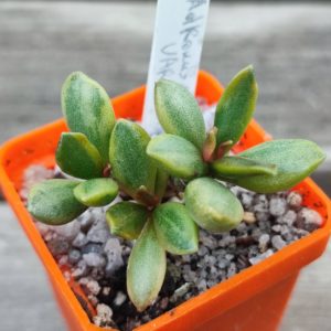 adromischus variegata
