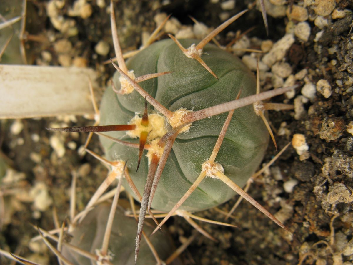 Gymnocalycium armatum Paicho