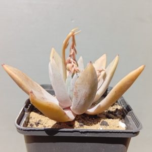 Echeveria Lucan