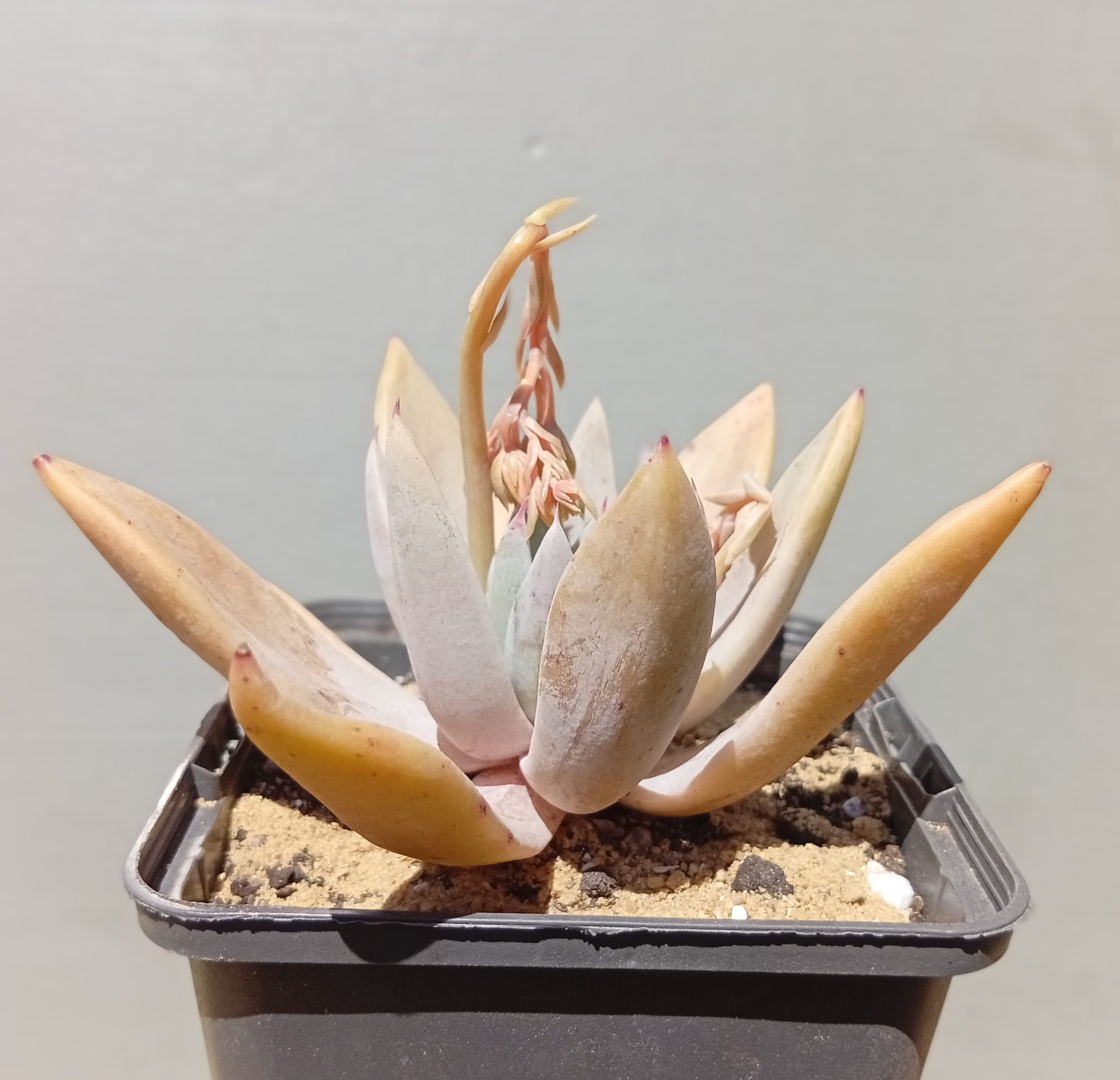 Echeveria Lucan