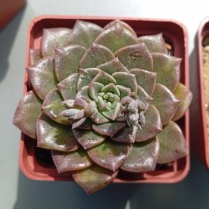 Graptopetalum bellum