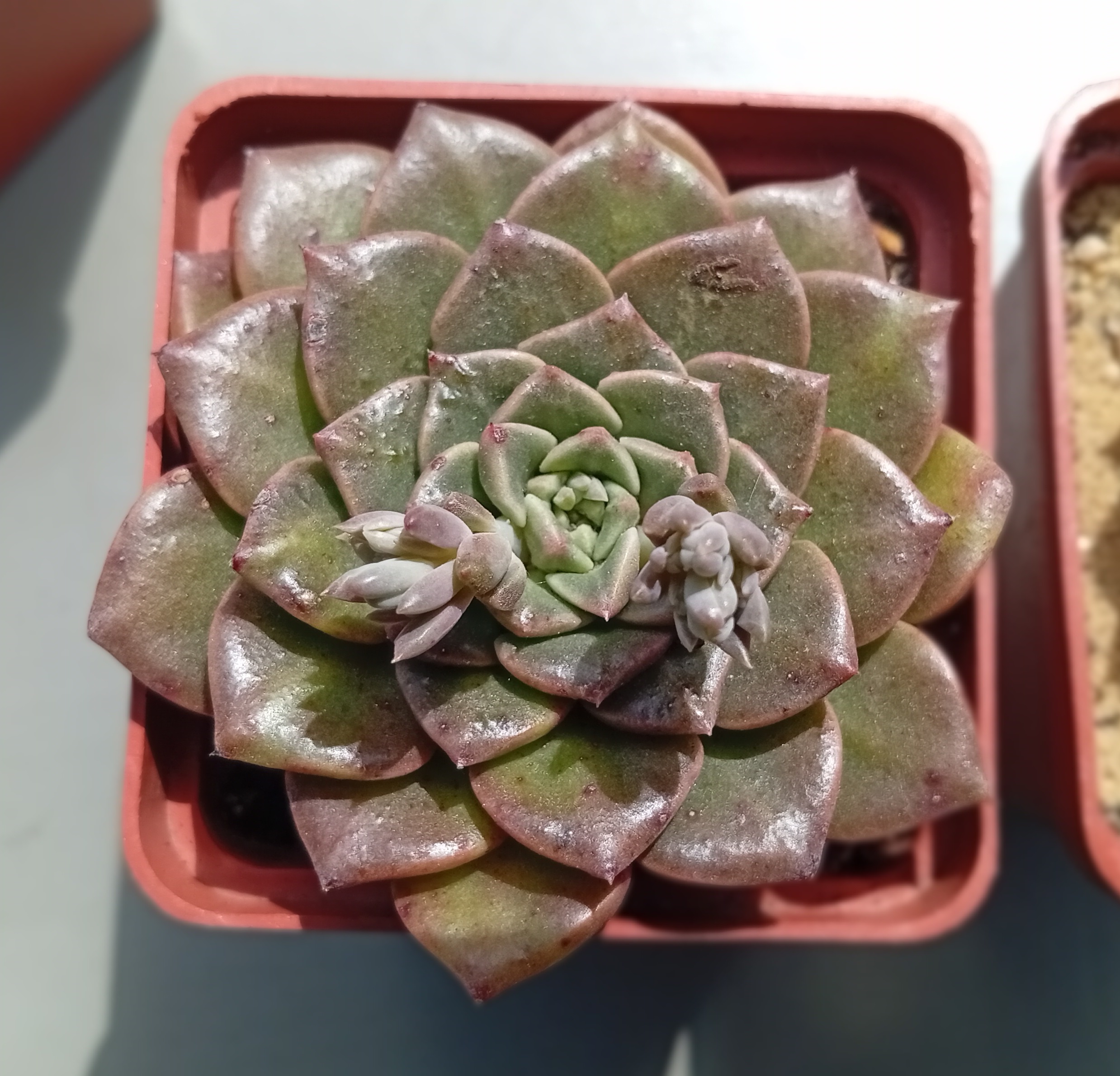 Graptopetalum bellum