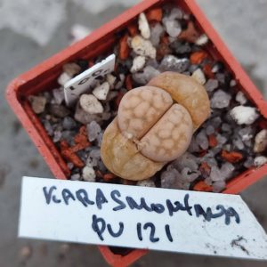 lithops karasmontana PV121