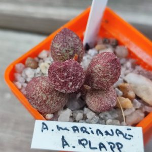 adromischus marianiae A Plapp