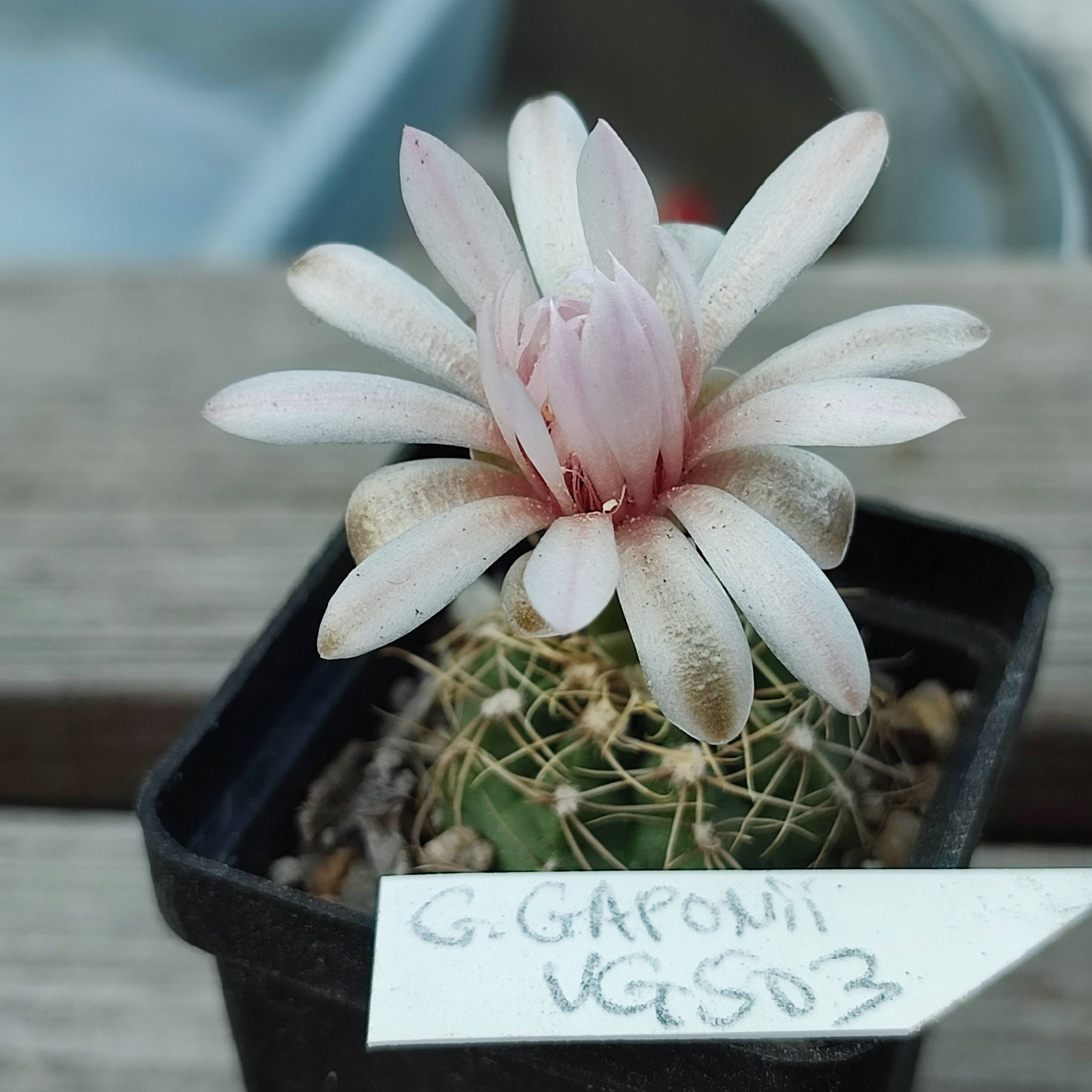gymnocalycium gaponii VG503