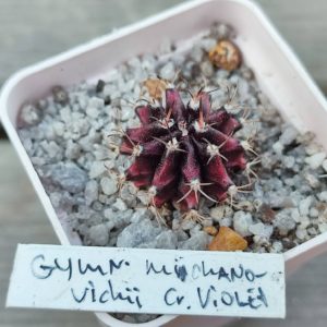 gymnocalycium cv violet
