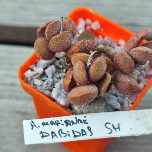 adromischus marianiae Dabidas SH