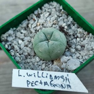 lophophora williamsii pectagona