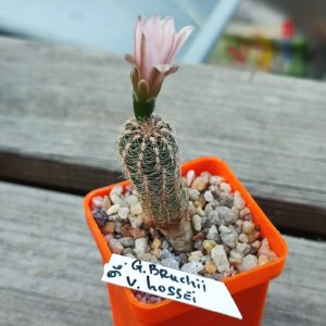 gymnocalycium brushii hossei