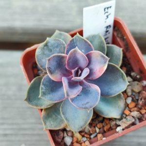 Echeveria Rainbow