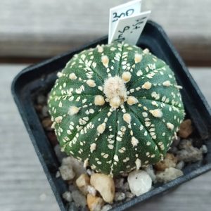 Astrophytum super kabuto Gold