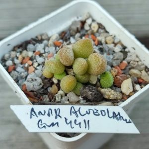 adromischus alveolatus 4411