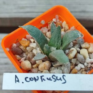 ariocarpus confusus